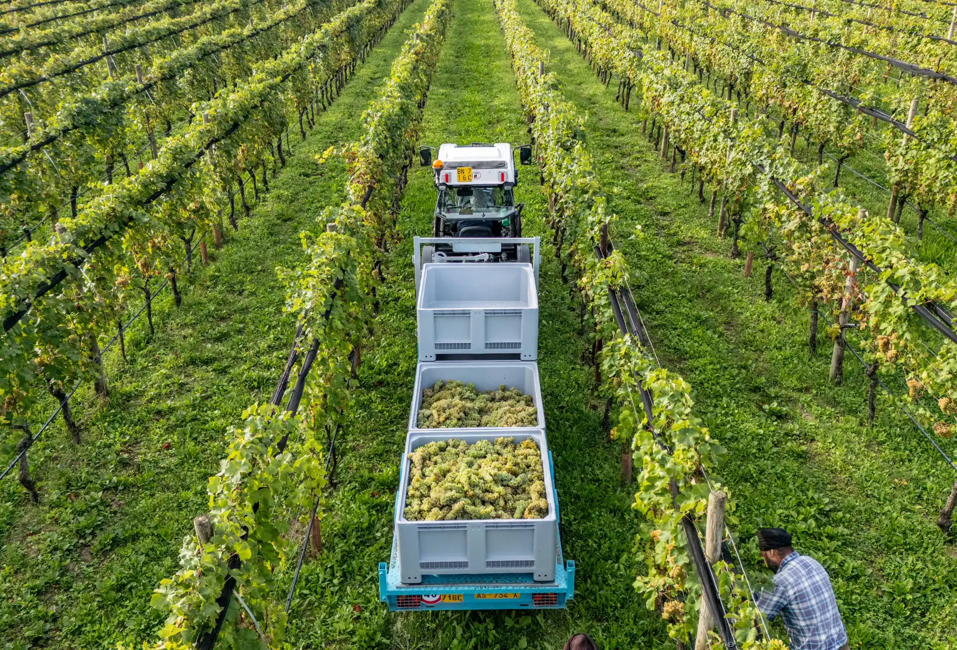 porta-bins-e-bancali-uva-e-frutta