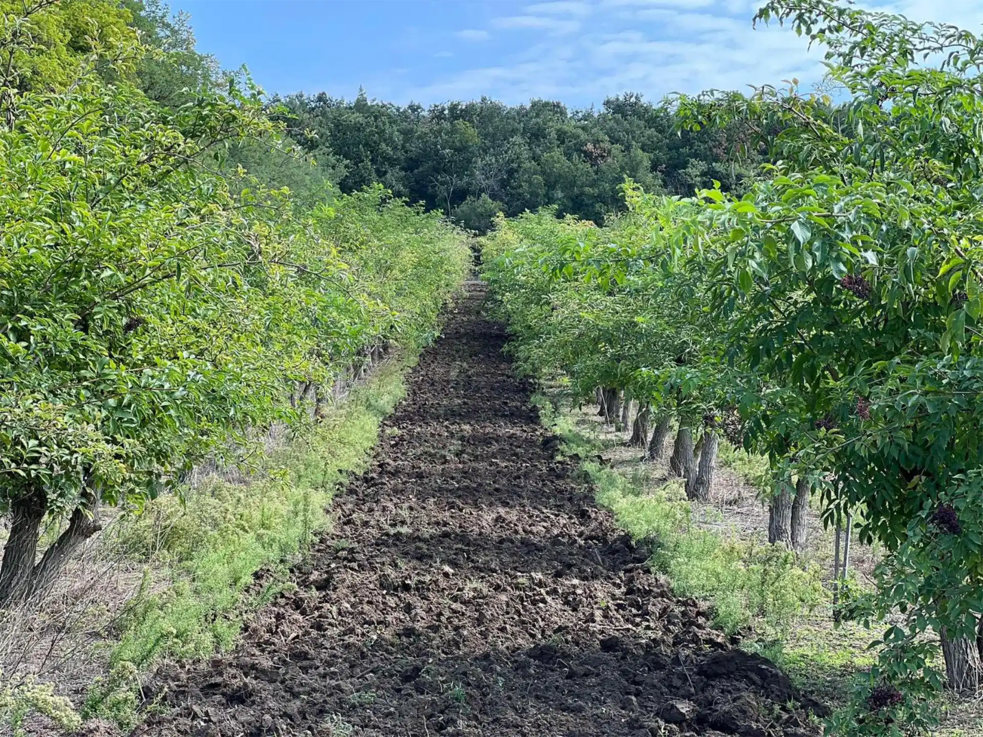 smuovere-il-terreno-per-rigenerarlo