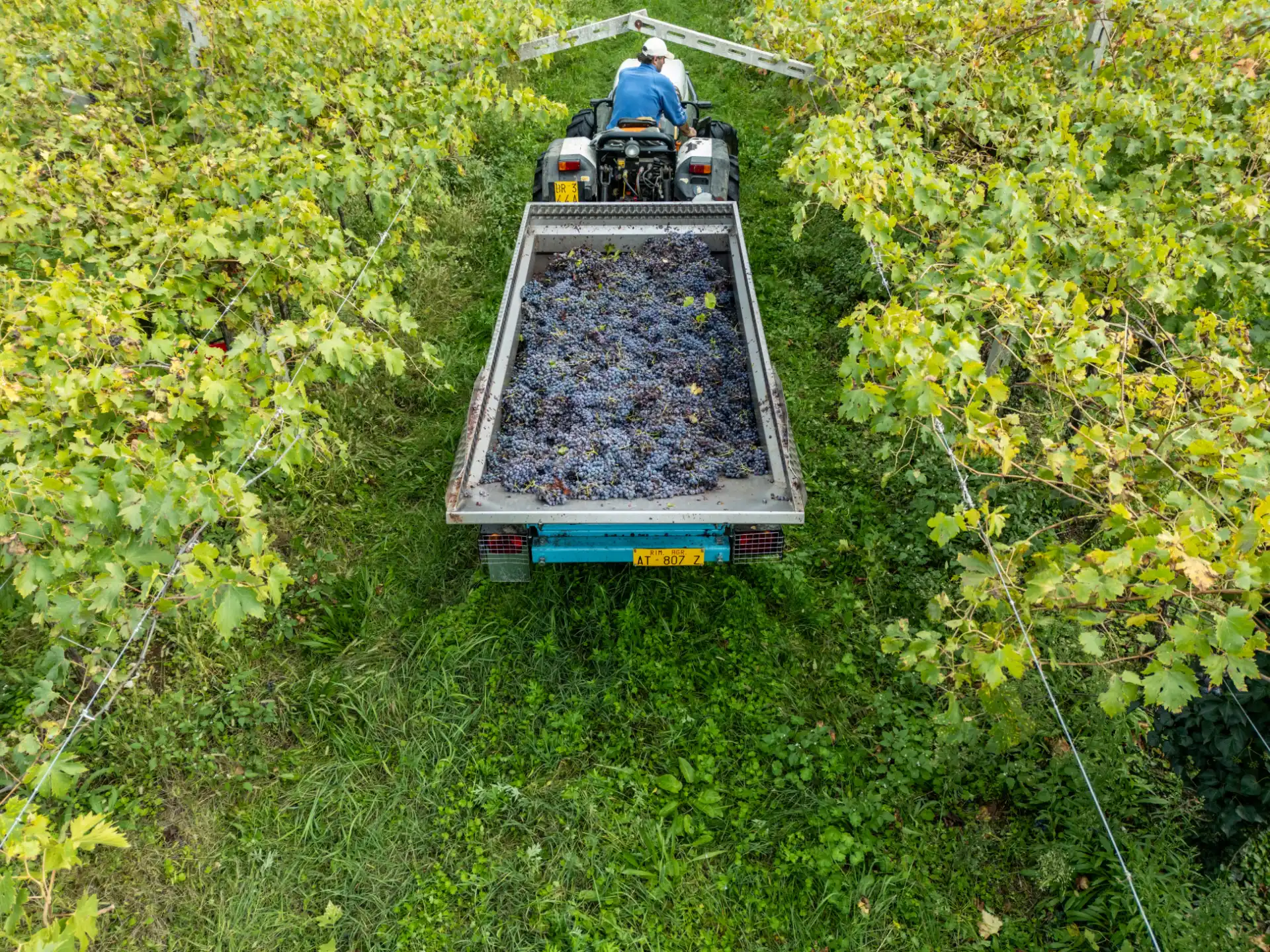 vasca-acciaio-raccolta-uva-e-frutta